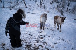 Hodowla reniferów w Laponii - AFP
