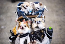 Targi dla właścicieli zwierzaków domowych w Tokio
