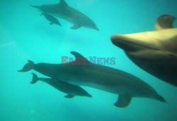 Delfinarium „Nemo” w Odessie