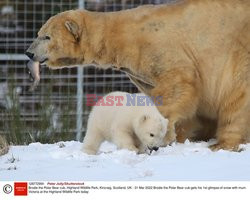 W szkockim zoo urodził się niedźwiadek polarny