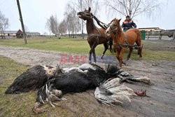Ekopark z farmą strusi ostrzelany przez Rosjan