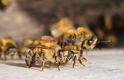 Badania nad pszczołami w Bogocie