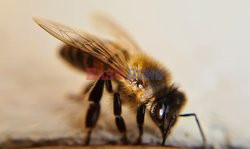 Badania nad pszczołami w Bogocie