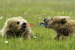 Niedźwiedzie pokazują sobie języki