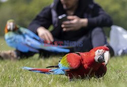 Papugi w parku z opiekunem