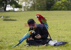 Papugi w parku z opiekunem