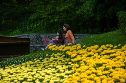 Tulipany w parku w Kijowie