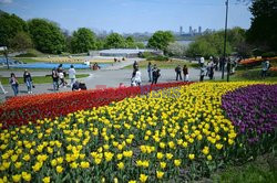 Tulipany w parku w Kijowie
