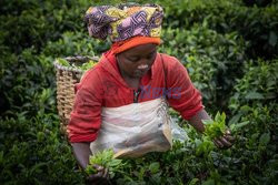Zbiory herbaty w Rwandzie