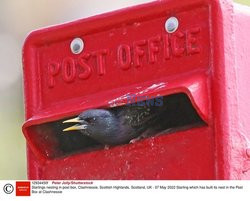 Szpak zbudował gniazdo w skrzynce pocztowej