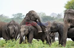 Zabawy młodych słoni