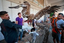 Na zwierzęcym targu w Bagdadzie- AFP