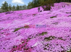Floks szydlasty kwitnie na Hokkaido