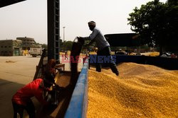 Indie zatrzymują eksport pszenicy