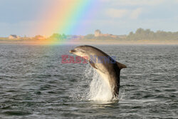 Delfin na tle tęczy