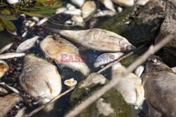 Śnięte ryby w Odrze