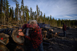 Las borealny w Kanadzie - AFP