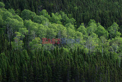 Las borealny w Kanadzie - AFP