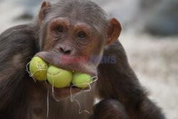 Szympans bawi się piłkami do tenisa