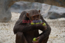 Szympans bawi się piłkami do tenisa
