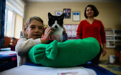 30 kotów w tureckiej szkole