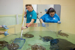 Ośrodek rehabilitacji żółwi morskich w Nowym Jorku - NYT