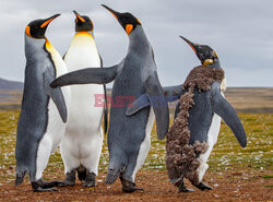 Pingwiny królewskie z Falklandów podczas pierzenia