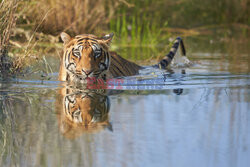 Tygrys chłodzi się w jeziorze