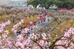 Maraton Fenghua wśród kwiatów brzoskwiń
