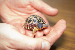 90-letni żółw z zoo w Houston został tatą