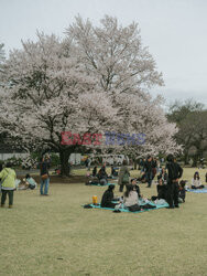 Piknik wśród kwitnących wiśni w Tokio