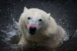 Niedźwiedź polarny otrząsa się z wody