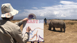 Artysta maluje dwa ostatnie nosorożce białe północne