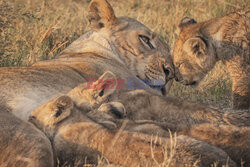 Młode lwy cieszą się z powrotu matki