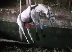 Akcja ratowania konia, który wpadł do kanału