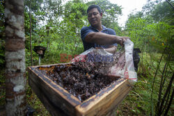 Hodowla pszczół na wyspie Riau