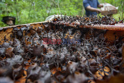 Hodowla pszczół na wyspie Riau