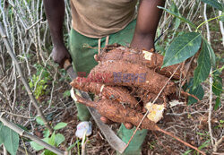 Maniok podstawowym produktem spożywczym wśród ludów Bantu w Afryce