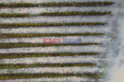 Orkan Ciaran uderza w Europę