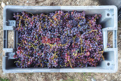Zbiór winogron we Francji