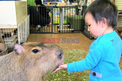 Kawiarnia z kapibarą w Jokohamie w Japonii