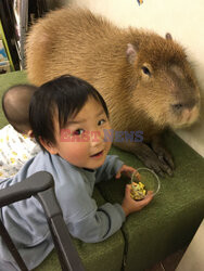 Kawiarnia z kapibarą w Jokohamie w Japonii