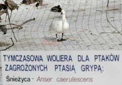 Reporter Poland 2006
