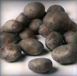 Fotonova 2006