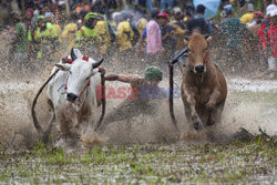 Wyścigi krów na Sumatrze
