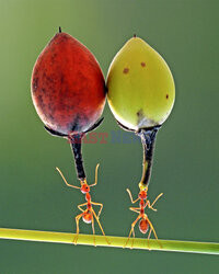 Mrówki dźwigają owoce