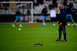 Wiewiórka na murawie podczas meczu Torino - Napoli