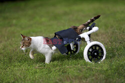 Sparaliżowany kot dostał wózek