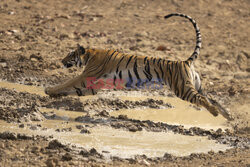 Tygrysica goni dzika przy zbiorniku wodnym