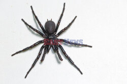 Największy samiec najbardziej jadowitego pająka na świecie
